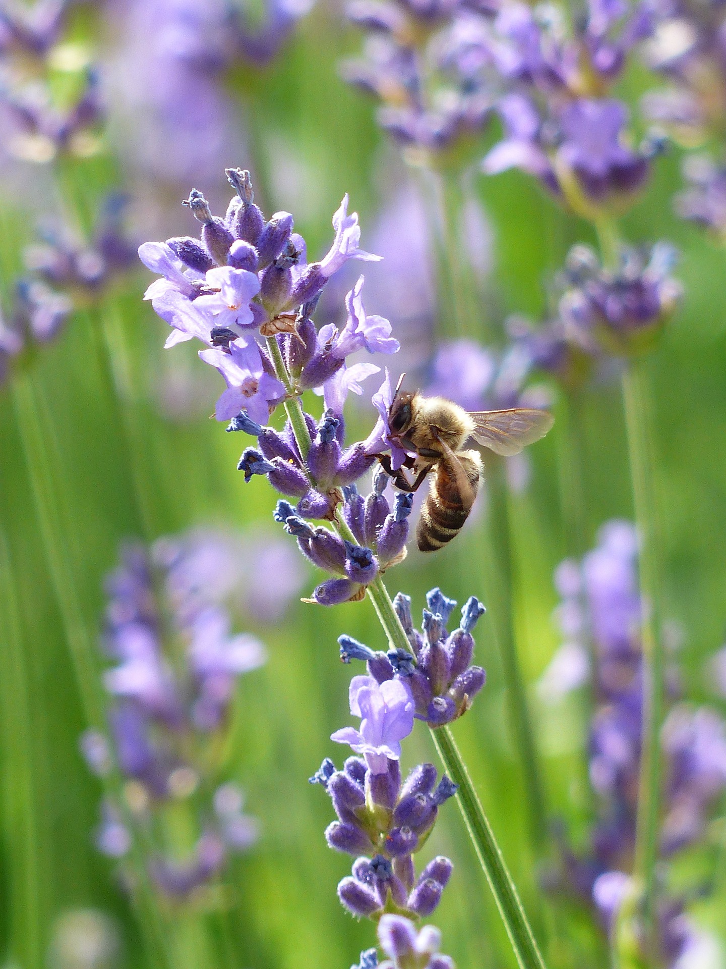 Les abeilles-1.jpg